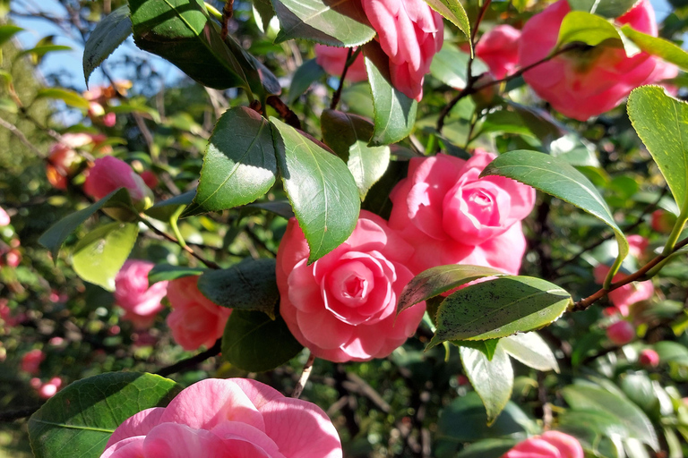 Genua: Bilet wstępu do parku Villa Durazzo Pallavicini