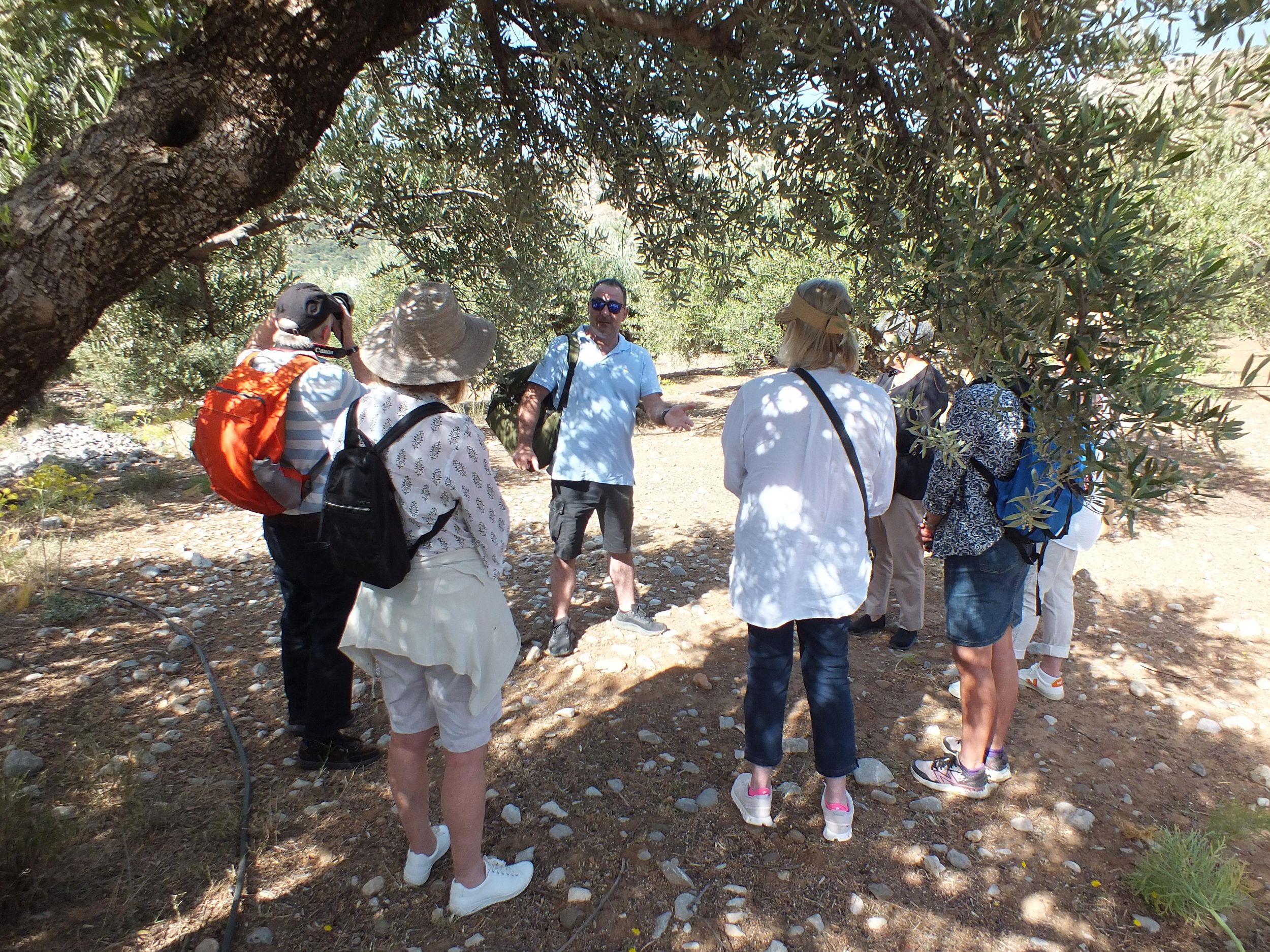 Kreta: Olivenpfad-Erlebnis mit Verkostung und Kochkurs
