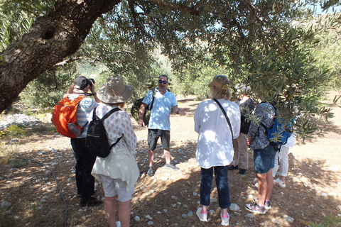 Creta: Experiencia en la Ruta del Olivo con Cata y Clase de Cocina