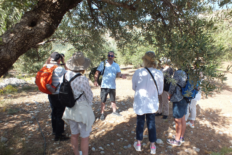 Creta: Esperienza del sentiero delle olive con degustazione e lezione di cucina