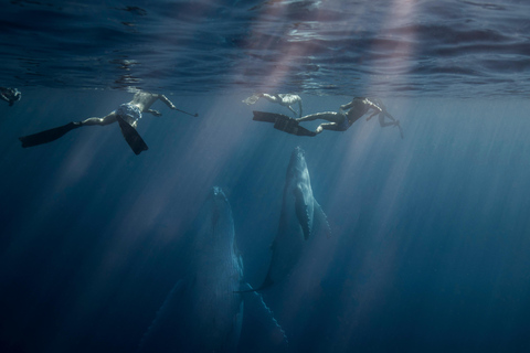 Côte d&#039;Or : Nagez avec les baleines