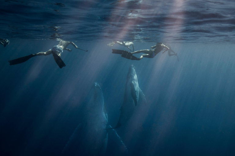 Costa Dorada: Nada con ballenas