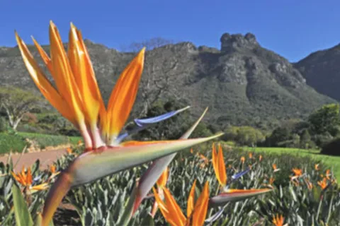 Cape Road Trip, Kirstenbosch Gardens Tour, 3-Gänge Mittagessen
