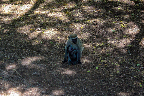 Mezza giornata nel Parco Nazionale di Nairobi con ritiro gratuito