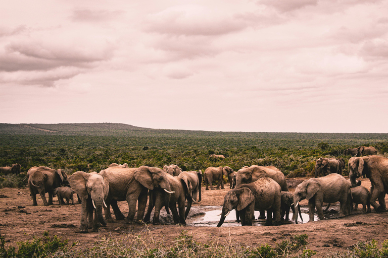 Nairobi: 5-Day Amboseli, Tsavo East & West Safari Tour