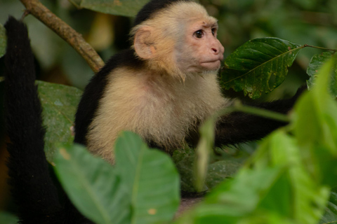 Sierpe : Caminata en Corcovado N. P.