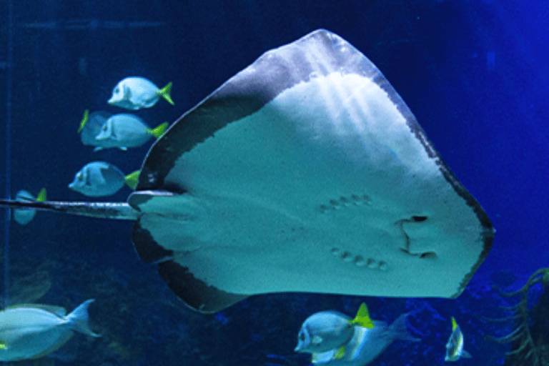 Mexico City: Fast Pass Ticket to Acuarium Inbursa