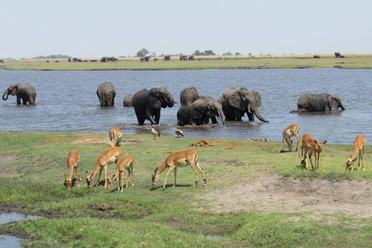 Botswana: Chobe National Park Full Day Trip