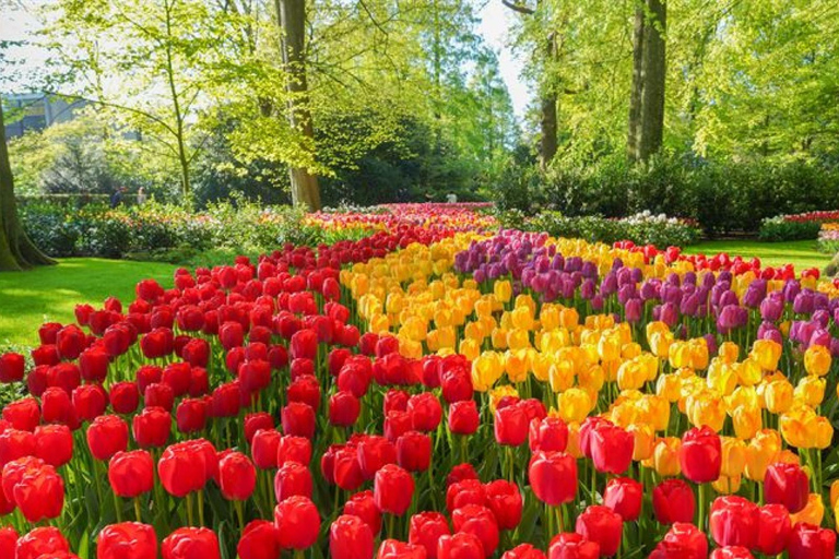 Keukenhof Special: Private Tulip & Insta Photo Experience Private Keukenhof and Tulip Fields Tour