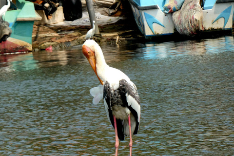 Negombo To Muthurajawela Wetlands Bird Watching Boat Tour