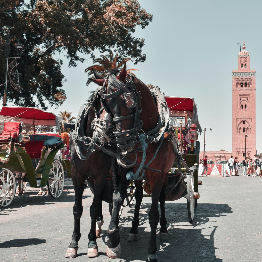 Excursion d'une journée à Marrakech, médina et souk, au départ d'Agadir