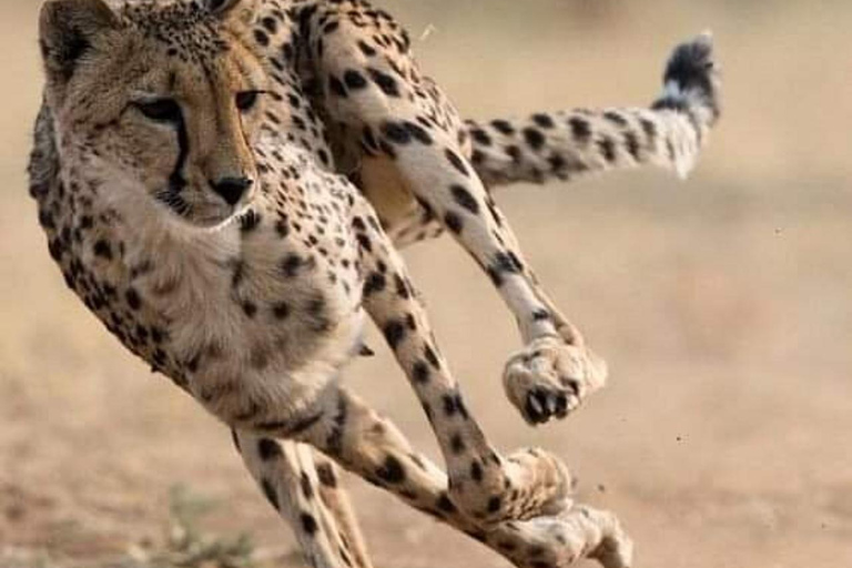 From Nairobi: Private 3-Day Masai Mara Big Five Game Drive