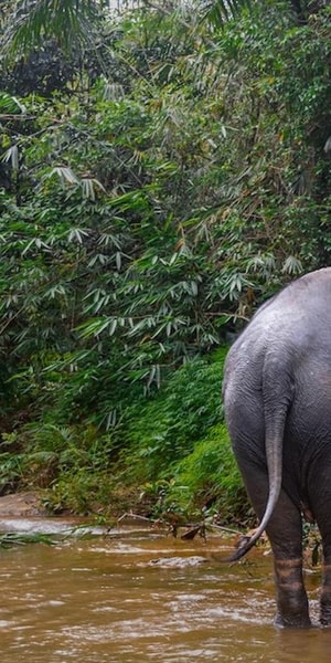 Phuket: Elephant Sanctuary Tour, Cooking Class & Lunch | GetYourGuide