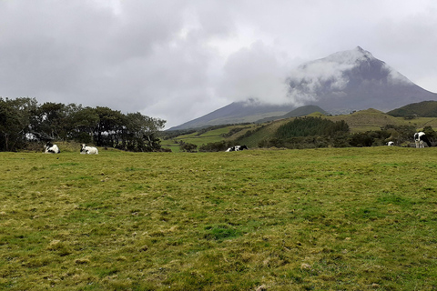 Visit a Farm on the Island of Pico