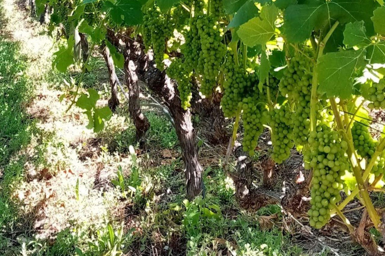 Private Wine Tasting tour