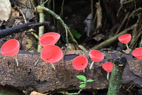 Khao Sok: All-Inclusive Day & Night Trek with Bamboo Dinner Option 2: Day & Night Trek with Bamboo Dinner From Khao Sok