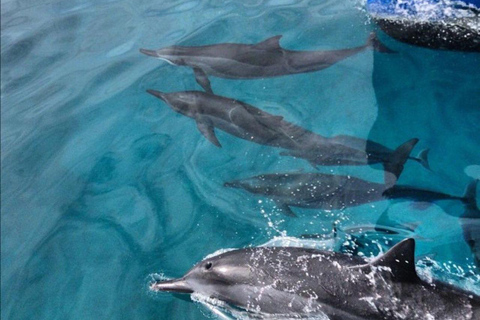 Oahu Hawaii: Honolulu Sailing Tour Oahu Hawaii: Honolulu Sailing Tour with hotel pickup