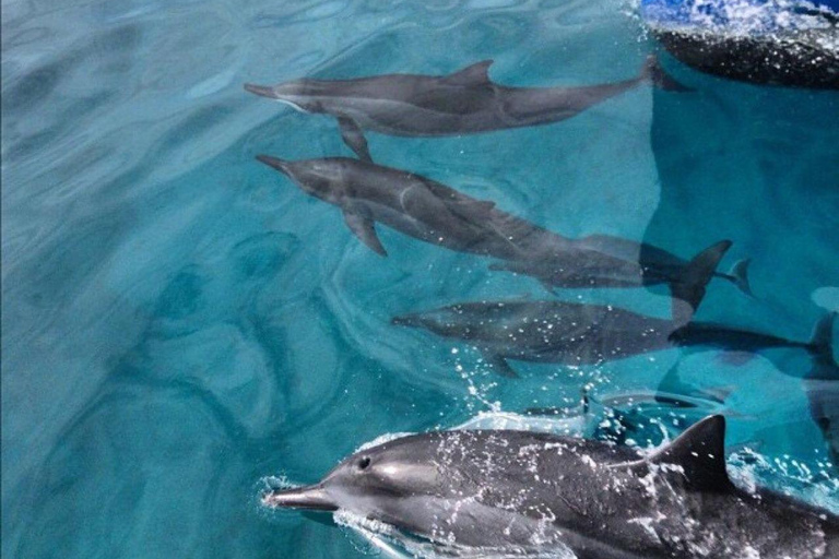 Oahu Hawaii: Honolulu Sailing Tour Oahu Hawaii: Honolulu Sailing Tour with hotel pickup