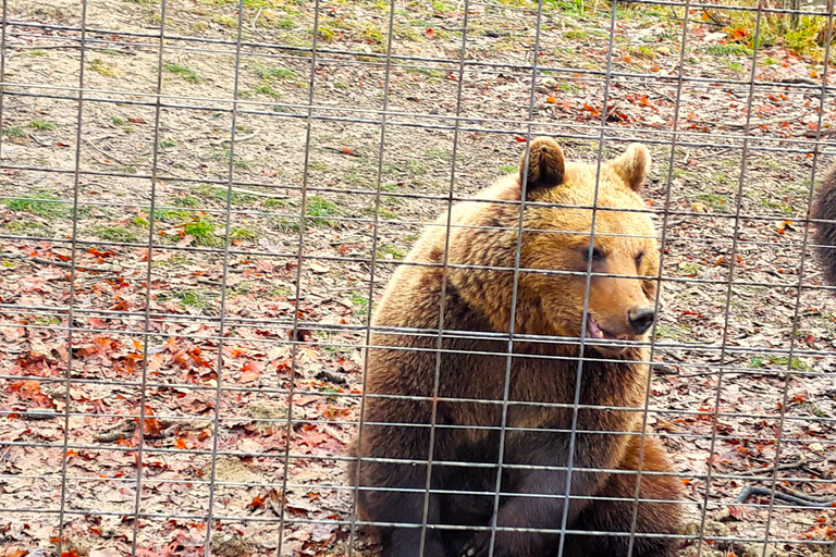 Legends&amp;Wildlife väntar: Draculas slott och björnreservatFrån Bukarest: Dagstur till Draculas slott och björnreservatet