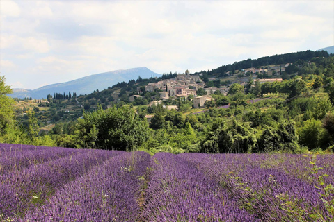 From Aix-en-Provence: Luberon Villages and Lavender Tour