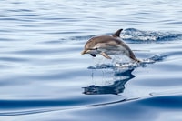 Gibraltar, Dolphin Watch Cruise e Cable Car Combo Fast Track - Housity