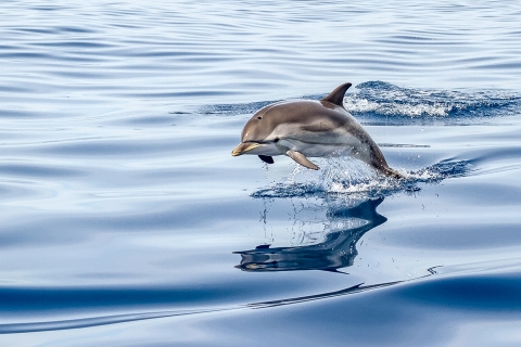 Gibraltar : téléphérique et observation de dauphins