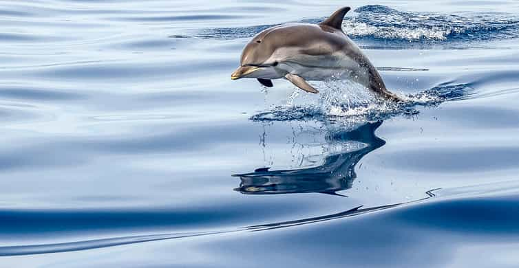 Gibraltar: Dolphin Watch Cruise & Cable Car Fast Track Combo | GetYourGuide