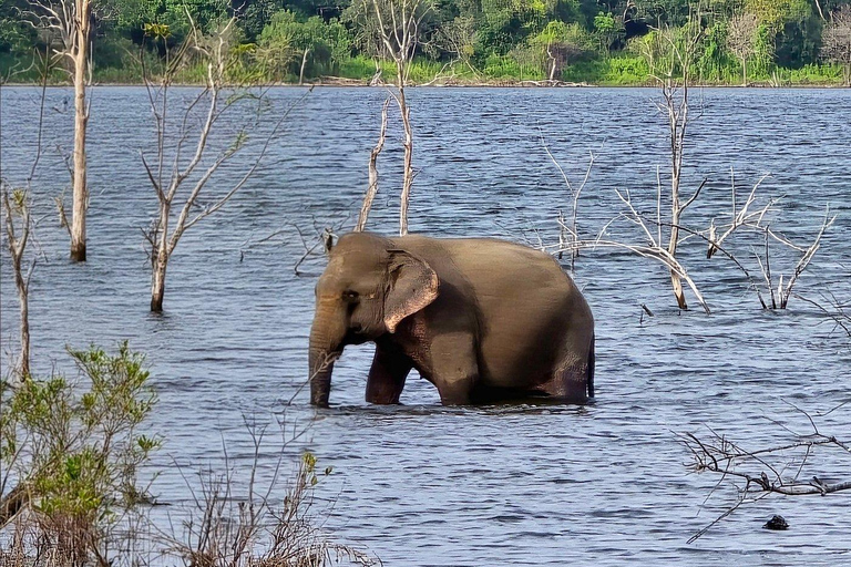 Sigiriya: Private Wilpattu National Park Safari Day Tour