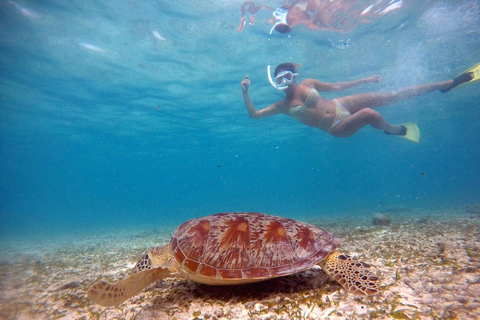 Gili Air : Snorkelen zwemmen met schildpad &amp; standbeeld