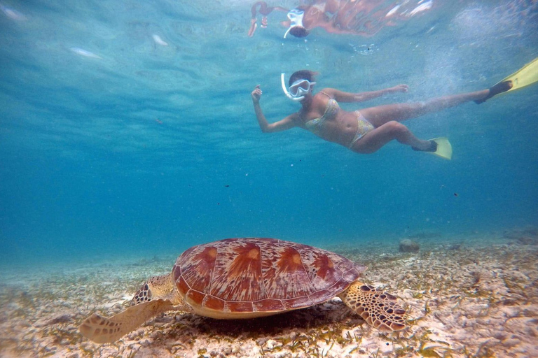 Gili Air : Snorkelen zwemmen met schildpad &amp; standbeeld