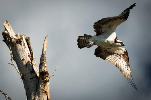 Denver: Rocky Mountain National Park Wildlife Tour Full-Day Tour