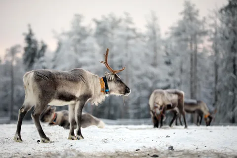 RUKA: Reindeer Feeding, Sleigh Ride & Fireside Delicacies
