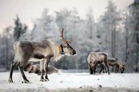 RUKA: Reindeer Feeding, Sleigh Ride & Fireside Delicacies