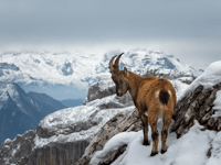 Monte Pilatus (Tour privato) - Hizvo