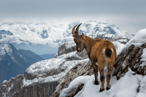 Mont Pilatus (visite privée)