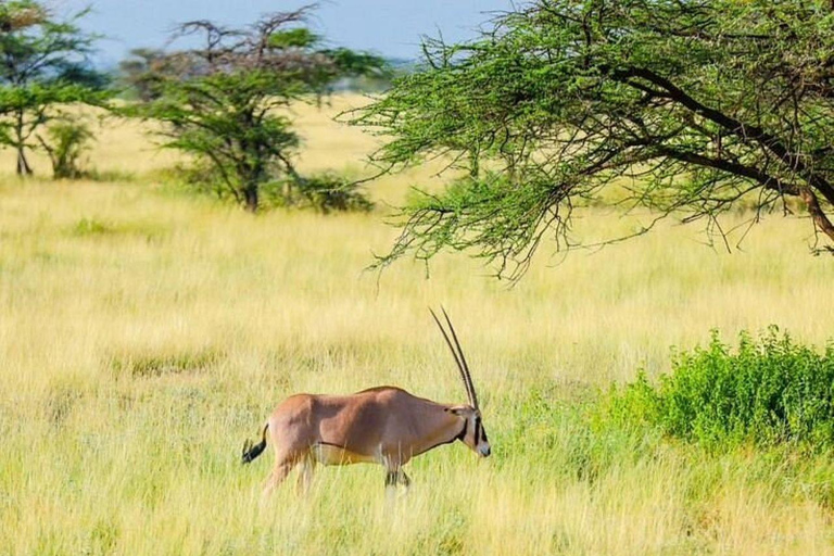 3 Days, 2 nights safari to Samburu National Reserve 3 Days private safari in a 4x4 Landcruiser jeep