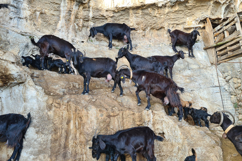 Amalfi Coast: Path of Gods Hike & Food at the Shepherd's Hut