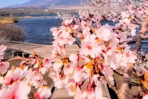 Tokyo: Mt. Fuji and Hakone Private Cherry Blossom Day Tour