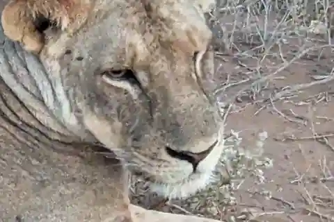 From Mombasa/Diani: 3-Day Tsavo East and Taita Hills Safari