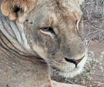 From Mombasa/Diani: 3-Day Tsavo East and Taita Hills Safari