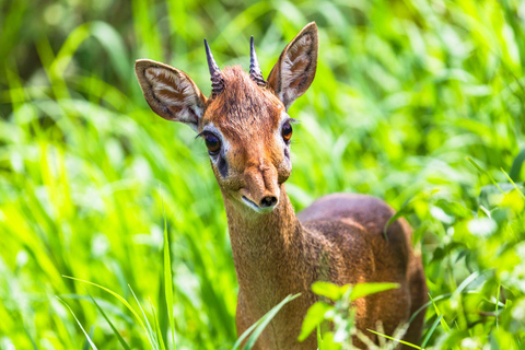 Nairobi: Karura Forest Guided Bike Tour or Walking tour