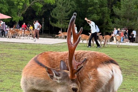 Kyoto & Nara: Private Guided Tour on Green Licensed Alphard