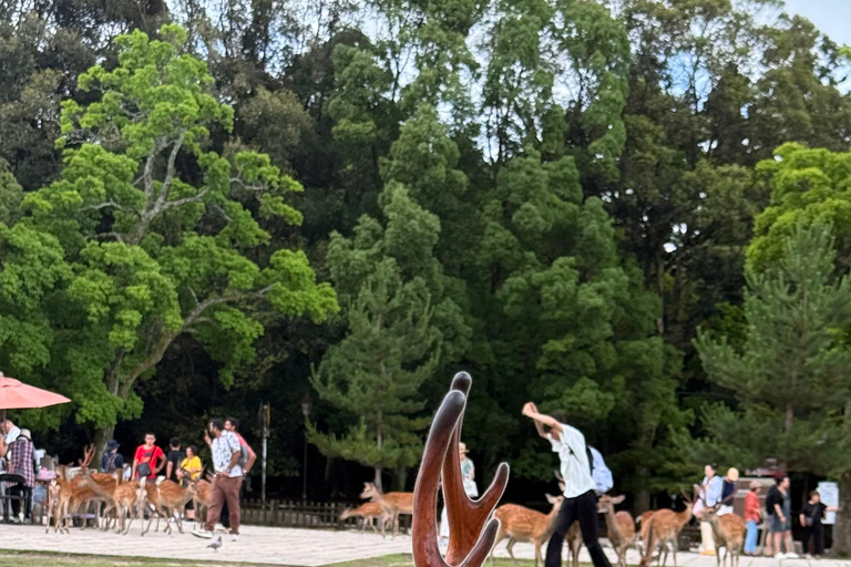 Kyoto & Nara: Private Guided Tour on Green Licensed Alphard