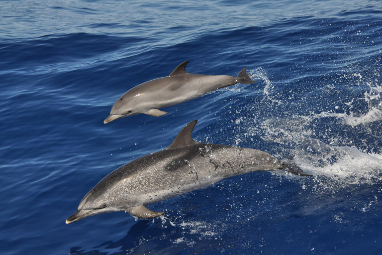 Gran Canaria Dolphin Safari and a swim