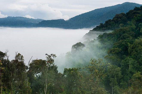 Depuis Kigali : Circuit de 3 jours dans le parc national de Nyungwe avec transferts