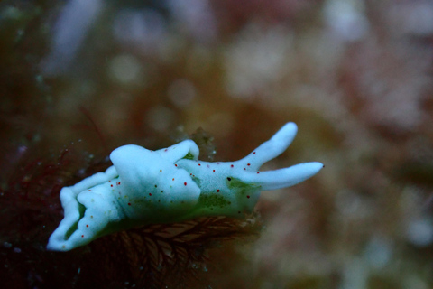Menorca: 1 single dive (IMPORTANT: Certification REQUIRED)