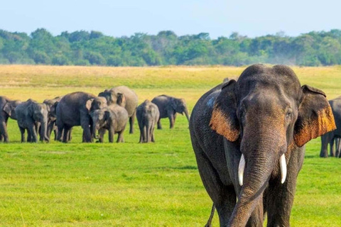 From Colombo: Dambulla, Sigiriya, and Jeep Safari Day Trip