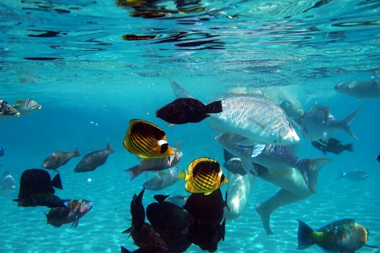 Bahía de Makadi: Isla Magawish y excursión de snorkel con almuerzo buffetIsla Magawish, deportes acuáticos, comida y bebidas Desde Makadi
