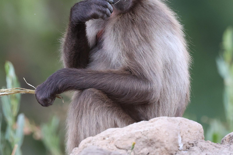 Addis Ababa: Debre Libanos Wildlife Tour