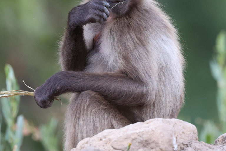 Addis Ababa: Debre Libanos Wildlife Tour